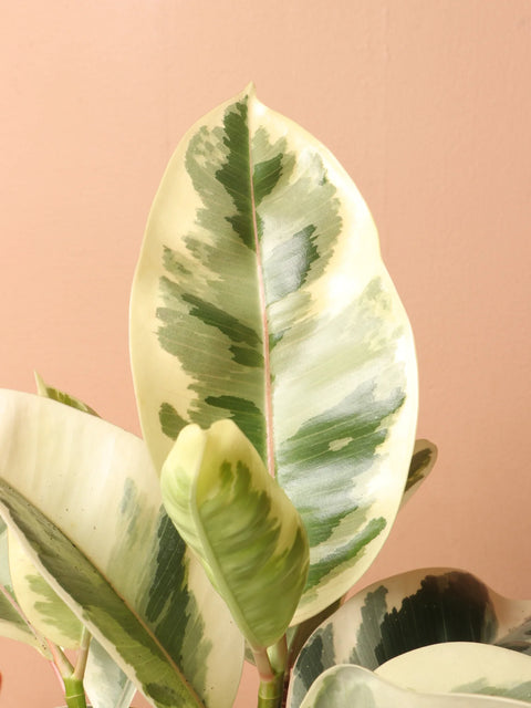 Ficus Elastica Tineke