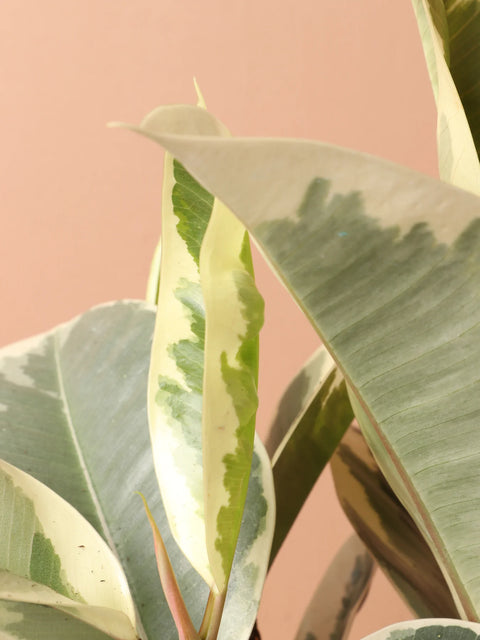 Ficus Elastica Tineke