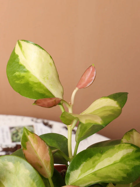 Hoya Australis "Lisa"