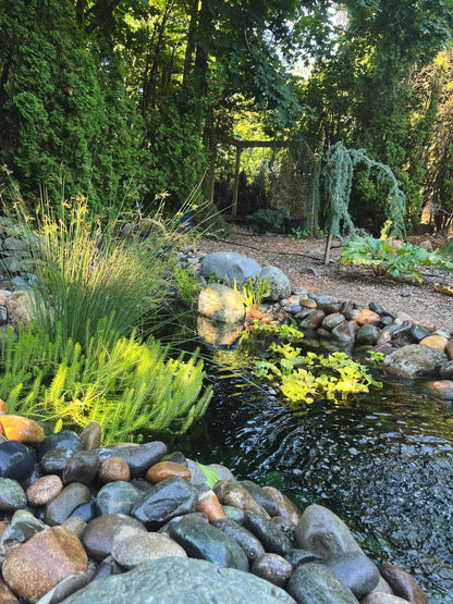 Ponds & Fountains - Setup & Maintenance