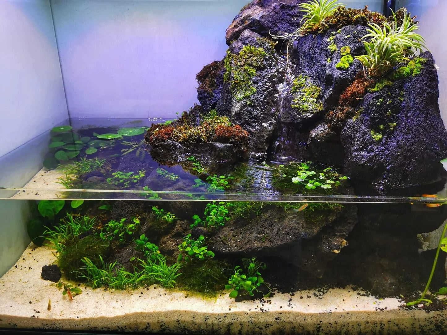 Aquarium Setup & Maintenance