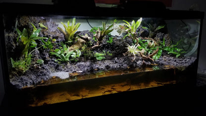 Aquarium Setup & Maintenance