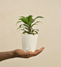 Dracaena Coffee