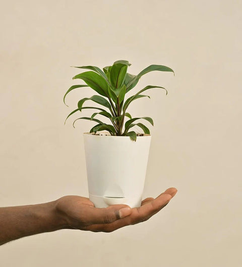 Dracaena Coffee