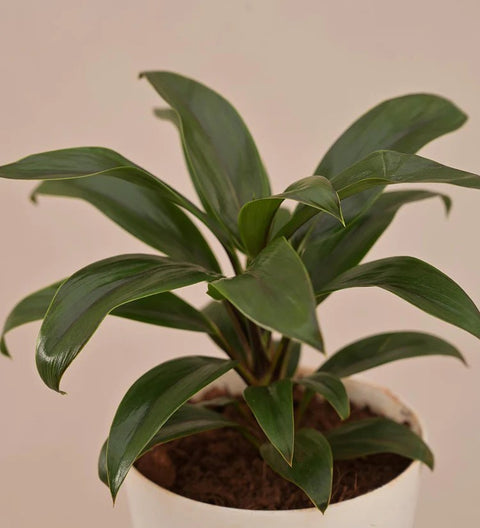Dracaena Coffee