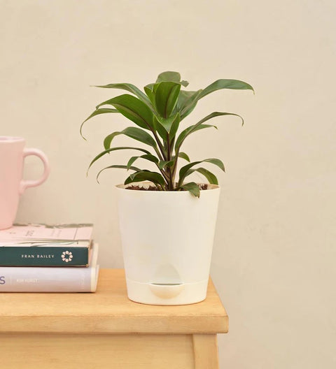 Dracaena Coffee