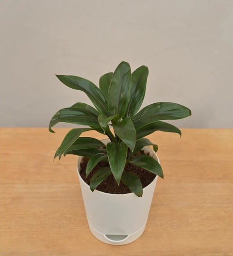 Dracaena Coffee