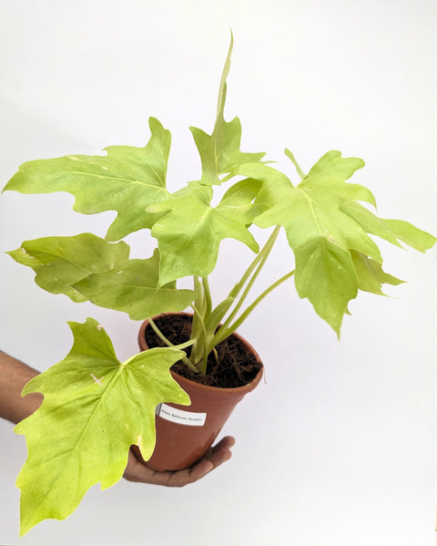Philodendron Selloum Golden