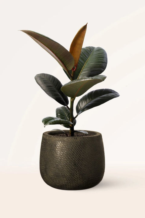 Rubber Plant