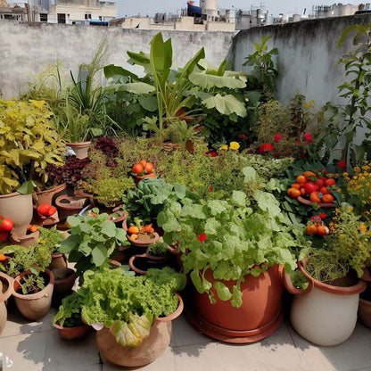 Terrace Gardening