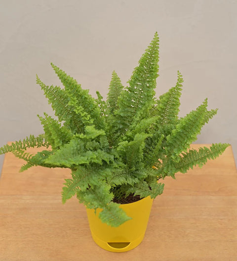 Fern Fluffy Ruffle