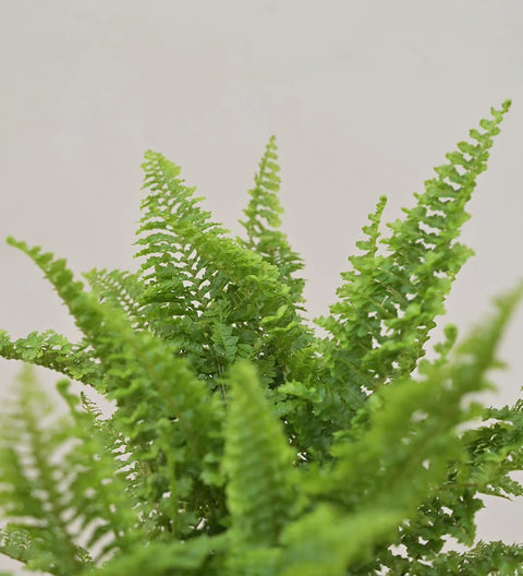 Fern Fluffy Ruffle