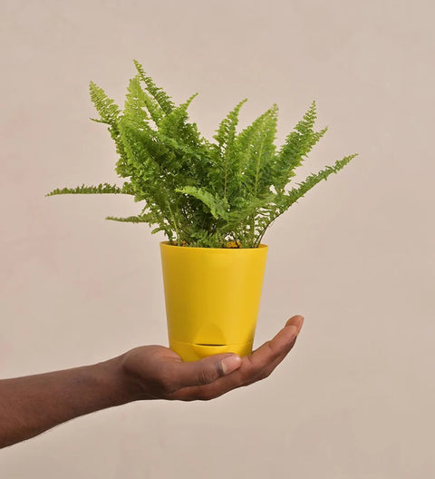 Fern Fluffy Ruffle
