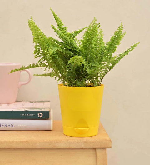 Fern Fluffy Ruffle