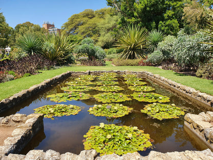 Ponds & Fountains - Setup & Maintenance