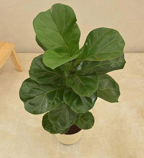 Fiddle Leaf Fig - Bambino