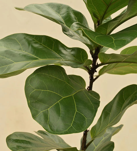 Fiddle Leaf Fig - Bambino