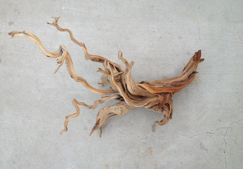 Manzanita Driftwood