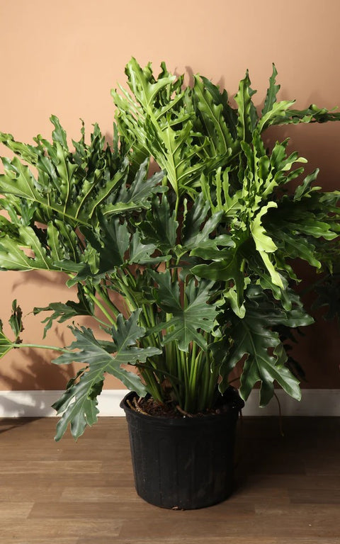 Philodendron Selloum Green XL