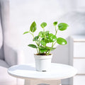 Peperomia Obtusifolia - Green