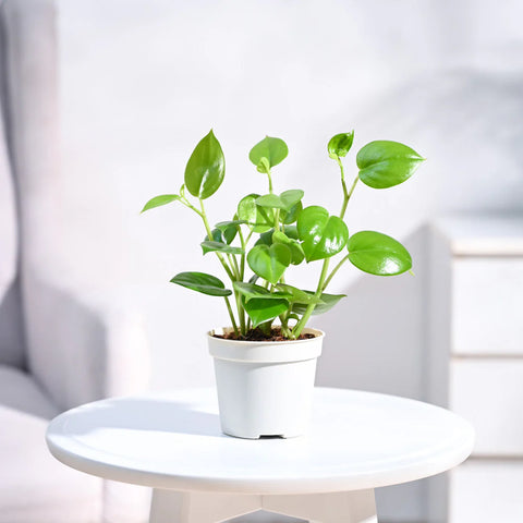 Peperomia Obtusifolia - Green
