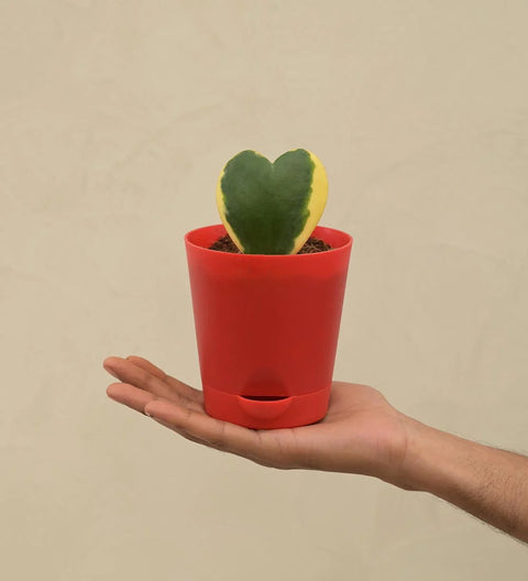Heart Hoya - Variegated