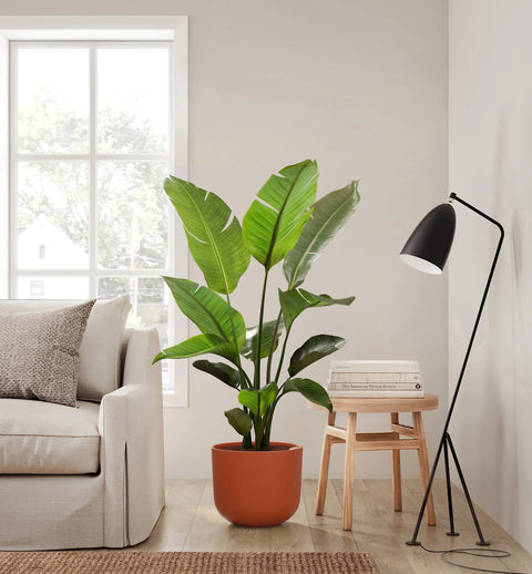 Bird of Paradise XL