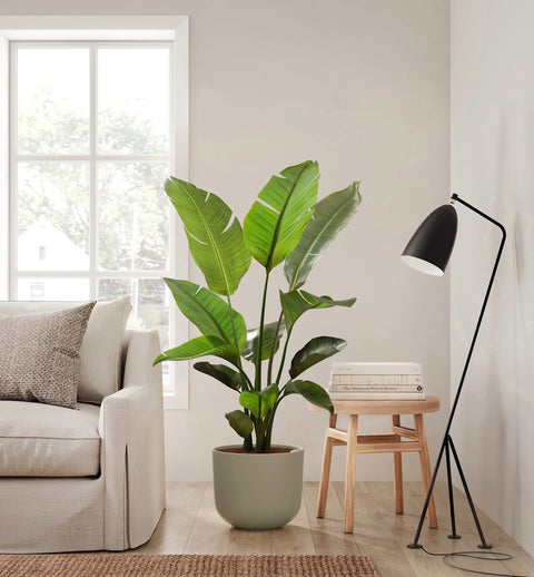 Bird of Paradise XL