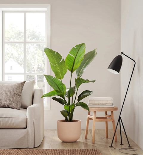 Bird of Paradise XL