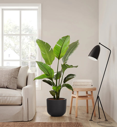 Bird of Paradise XL