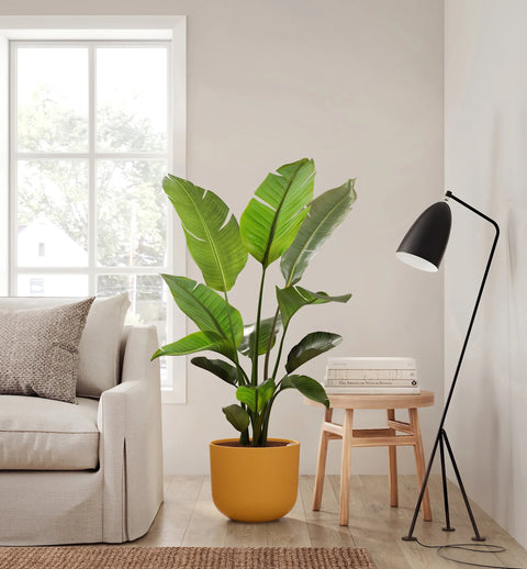 Bird of Paradise XL