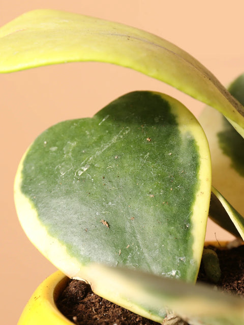 Heart Hoya - Variegated