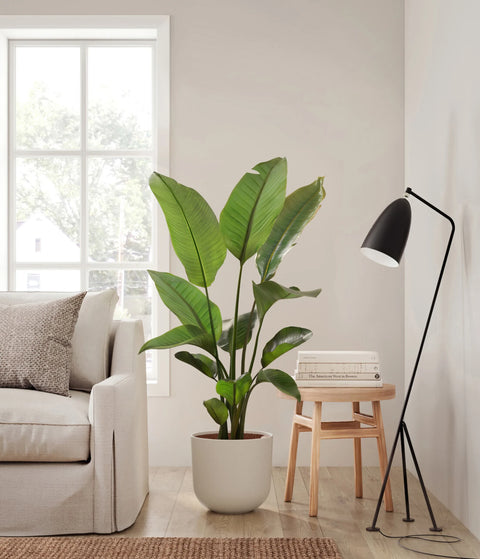 Bird of Paradise XL