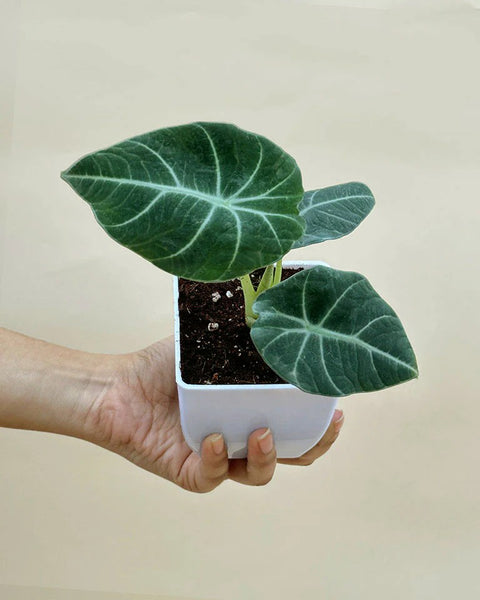 Alocasia Reginula - Black Velvet