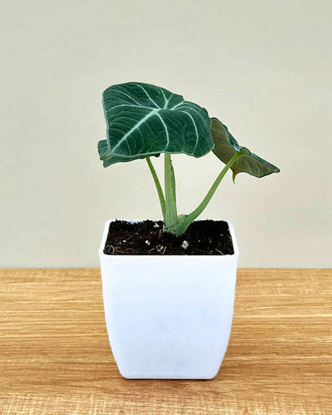 Alocasia Reginula - Black Velvet