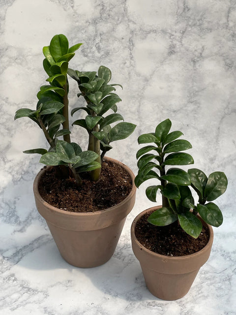 Dwarf ZZ Plant