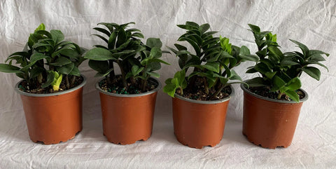 Dwarf ZZ Plant