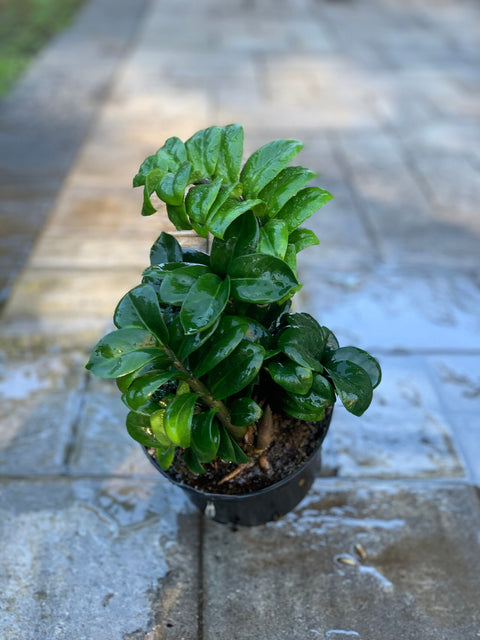 Dwarf ZZ Plant