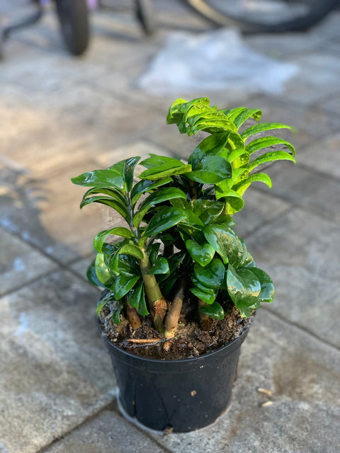 Dwarf ZZ Plant