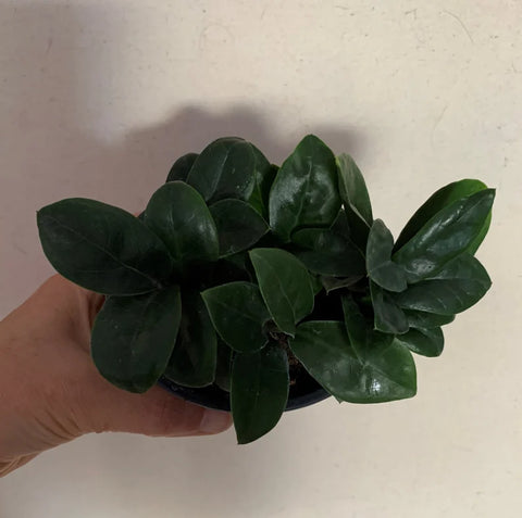 Dwarf ZZ Plant