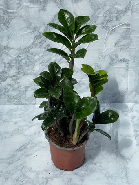 Dwarf ZZ Plant