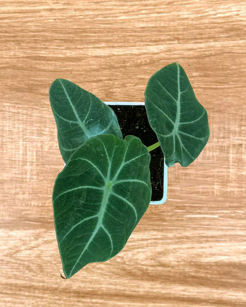 Alocasia Reginula - Black Velvet