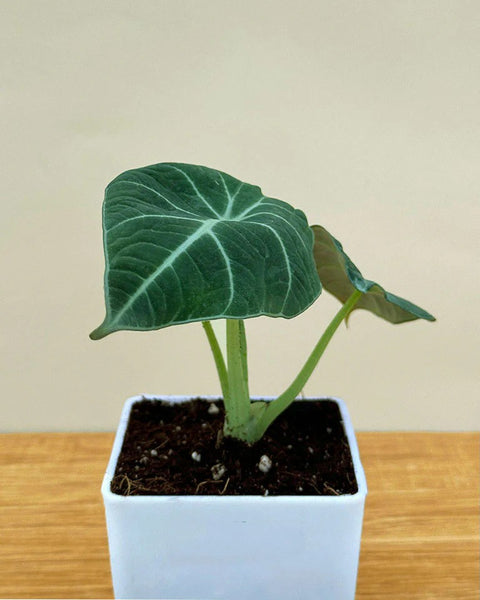 Alocasia Reginula - Black Velvet