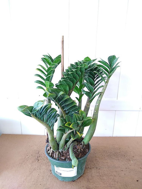 Zamioculcas Zamiifolia (ZZ Plant)