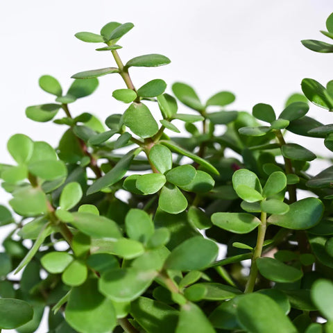 Jade Mini