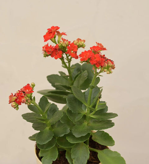 Kalanchoe Red
