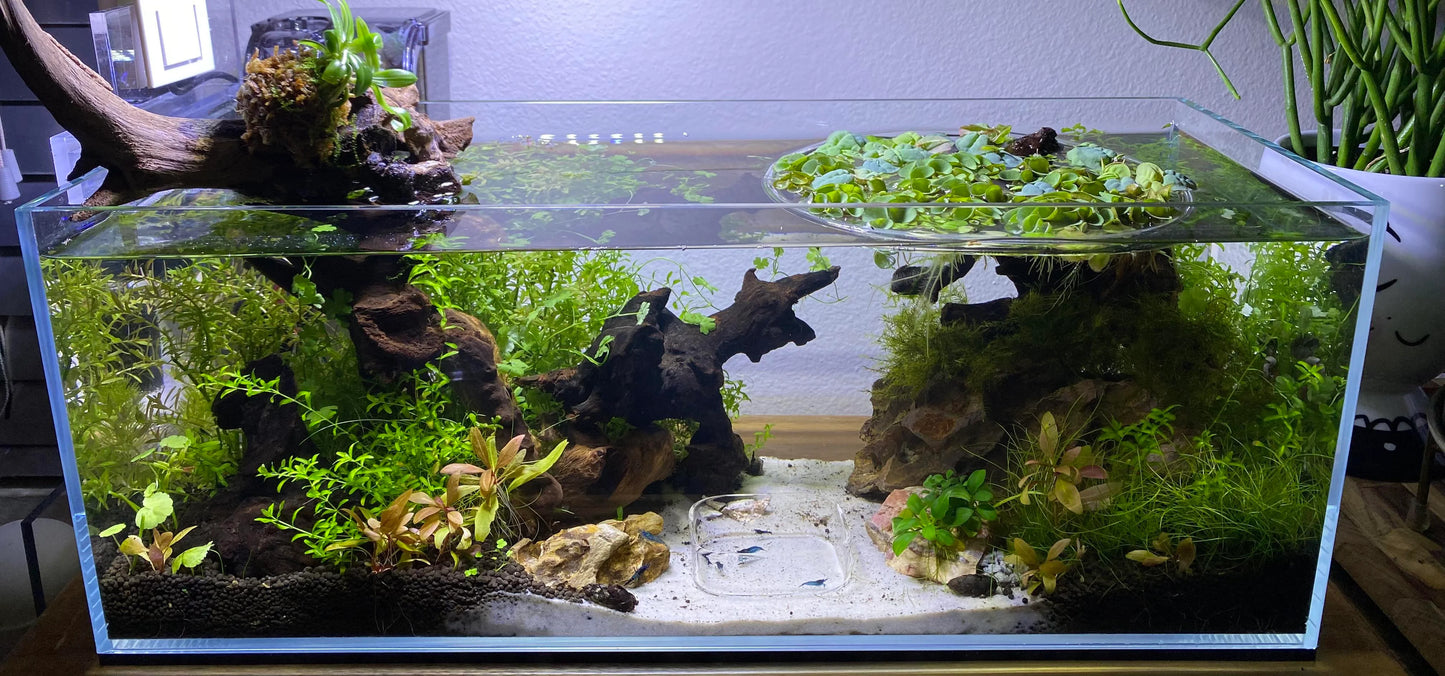 Aquarium Setup & Maintenance