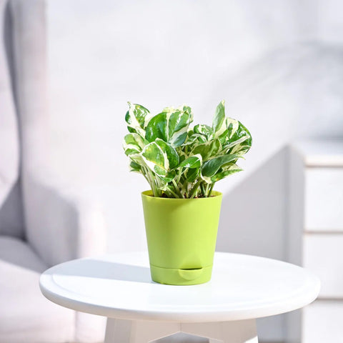 Epipremnum Aureum - N'Joy Pothos