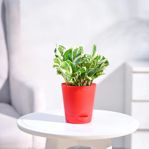 Epipremnum Aureum - N'Joy Pothos