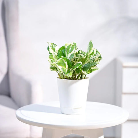Epipremnum Aureum - N'Joy Pothos